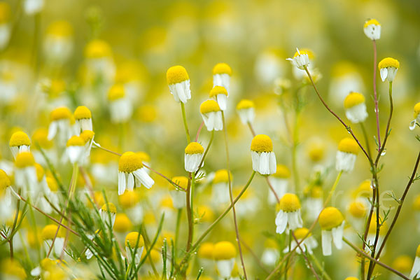 Echte Kamille (Matricaria recutita)