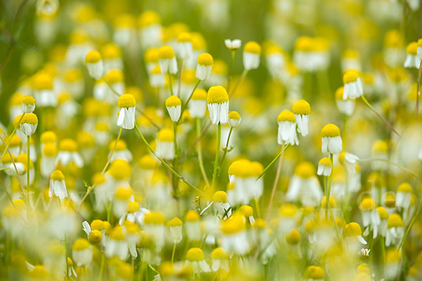 Echte Kamille (Matricaria recutita)