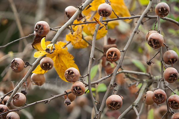 Echte Mispel (Mespilus germanica)