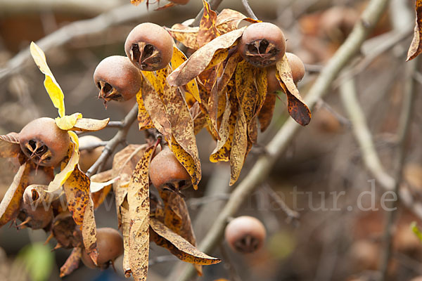 Echte Mispel (Mespilus germanica)