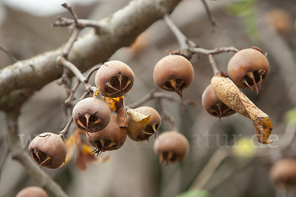 Echte Mispel (Mespilus germanica)