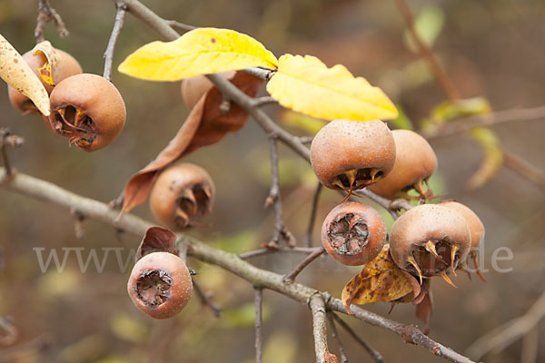 Echte Mispel (Mespilus germanica)