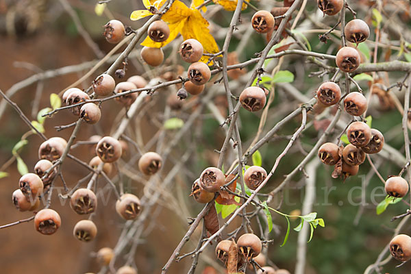 Echte Mispel (Mespilus germanica)