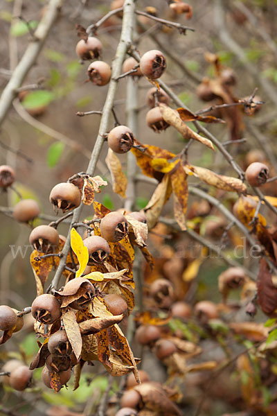 Echte Mispel (Mespilus germanica)