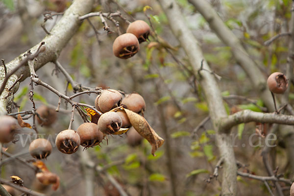 Echte Mispel (Mespilus germanica)