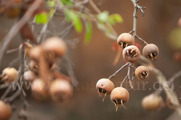 Echte Mispel (Mespilus germanica)