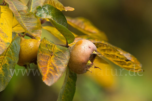 Echte Mispel (Mespilus germanica)