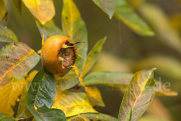 Echte Mispel (Mespilus germanica)