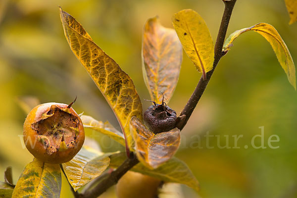 Echte Mispel (Mespilus germanica)