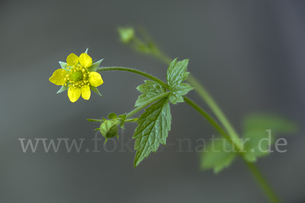 Echte Nelkenwurz (Geum urbanum)