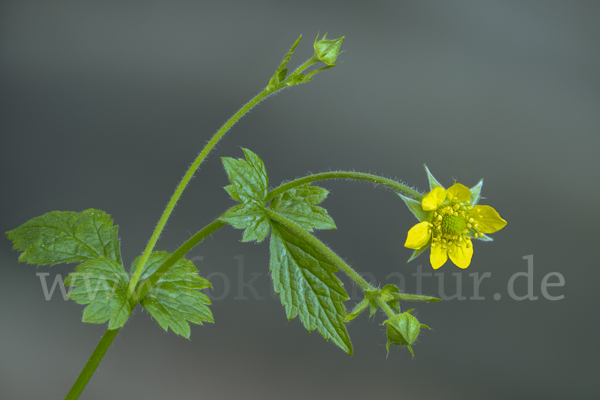 Echte Nelkenwurz (Geum urbanum)