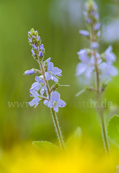 Echter Ehrenpreis (Veronica officinalis)