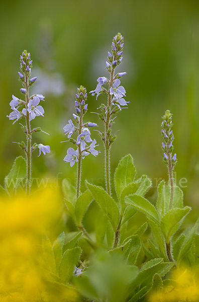 Echter Ehrenpreis (Veronica officinalis)