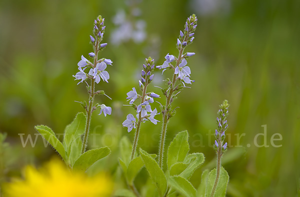 Echter Ehrenpreis (Veronica officinalis)