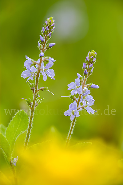 Echter Ehrenpreis (Veronica officinalis)