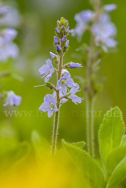 Echter Ehrenpreis (Veronica officinalis)