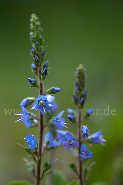 Echter Ehrenpreis (Veronica officinalis)