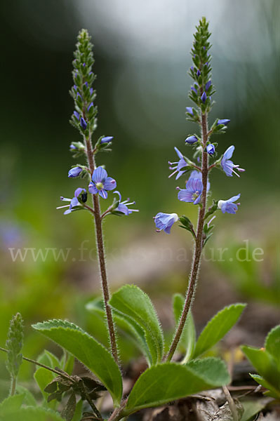 Echter Ehrenpreis (Veronica officinalis)