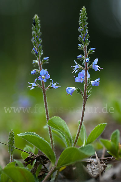 Echter Ehrenpreis (Veronica officinalis)