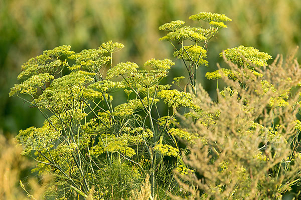 Echter Fenchel (Foeniculum vulgare)