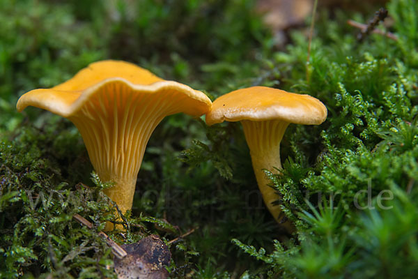 Echter Pfifferling (Cantharellus cibarius)