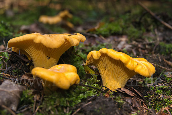 Echter Pfifferling (Cantharellus cibarius)