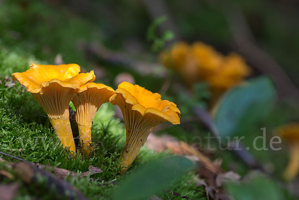 Echter Pfifferling (Cantharellus cibarius)