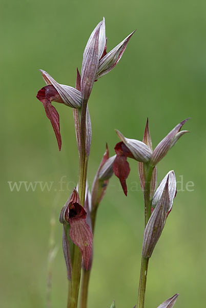 Echter Zungenstendel (Serapias lingua)