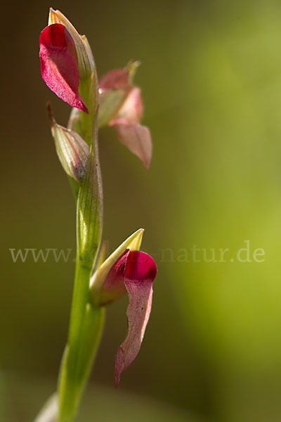 Echter Zungenstendel (Serapias lingua)