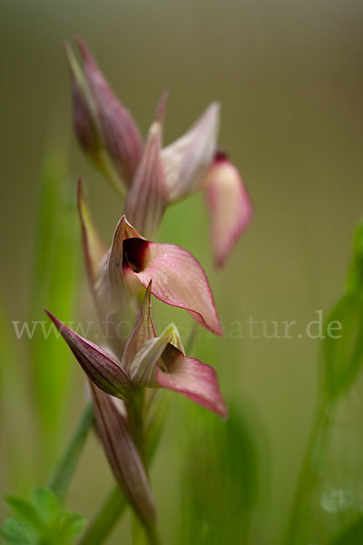 Echter Zungenstendel (Serapias lingua)