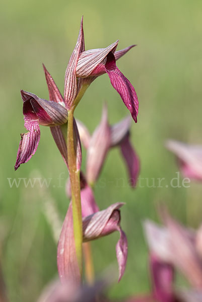 Echter Zungenstendel (Serapias lingua)