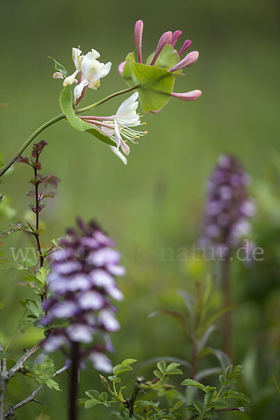 Echtes Geißblatt (Lonicera caprifolium)