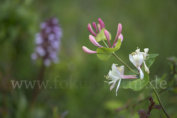 Echtes Geißblatt (Lonicera caprifolium)