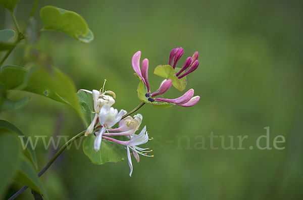 Echtes Geißblatt (Lonicera caprifolium)