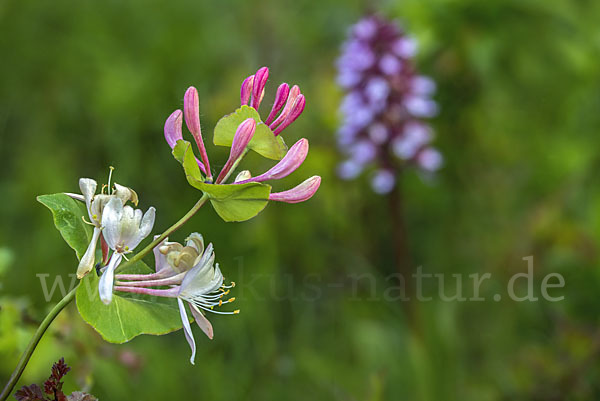 Echtes Geißblatt (Lonicera caprifolium)