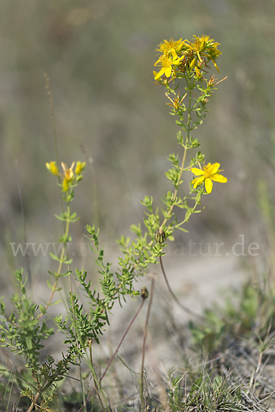 Echtes Johanniskraut (Hypericum perforatum)