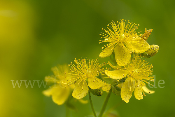 Echtes Johanniskraut (Hypericum perforatum)