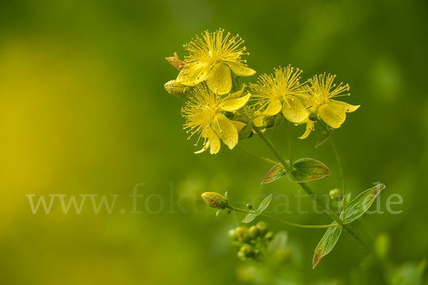 Echtes Johanniskraut (Hypericum perforatum)