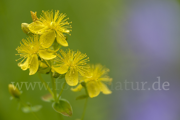 Echtes Johanniskraut (Hypericum perforatum)