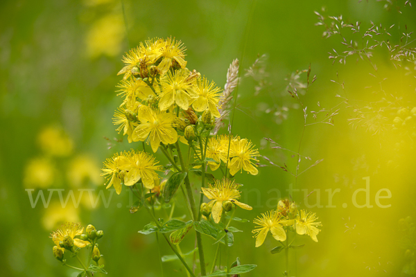 Echtes Johanniskraut (Hypericum perforatum)