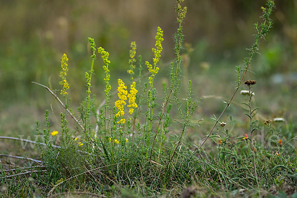 Echtes Labkraut (Galium verum)