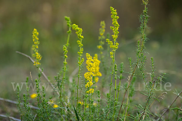 Echtes Labkraut (Galium verum)