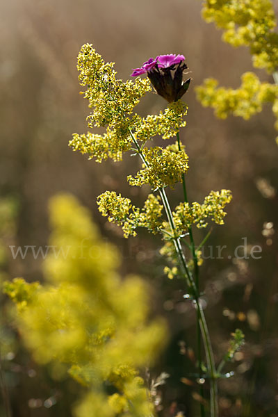 Echtes Labkraut (Galium verum)