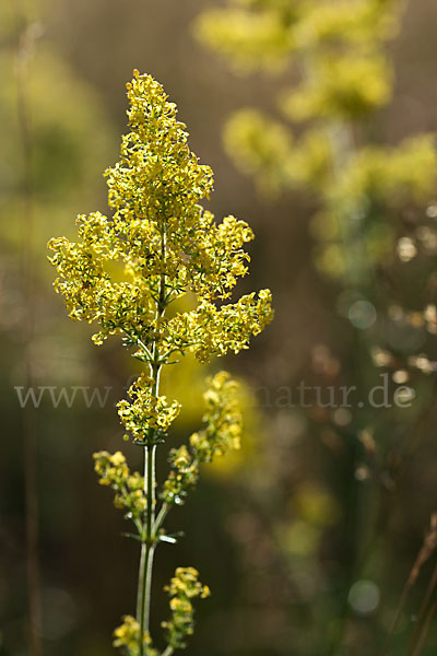 Echtes Labkraut (Galium verum)