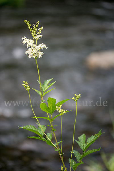 Echtes Mädesüß (Filipendula ulmaria)