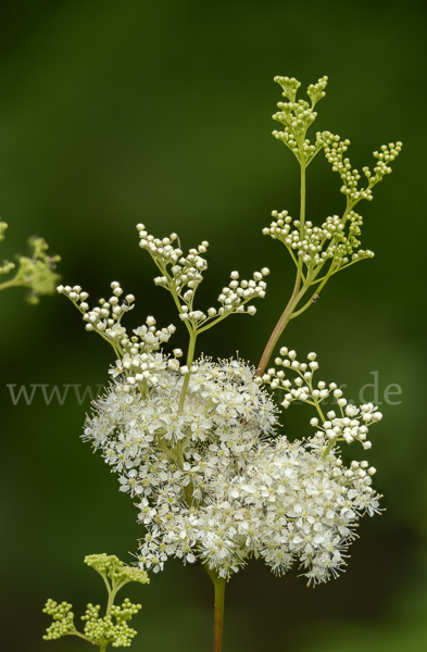 Echtes Mädesüß (Filipendula ulmaria)