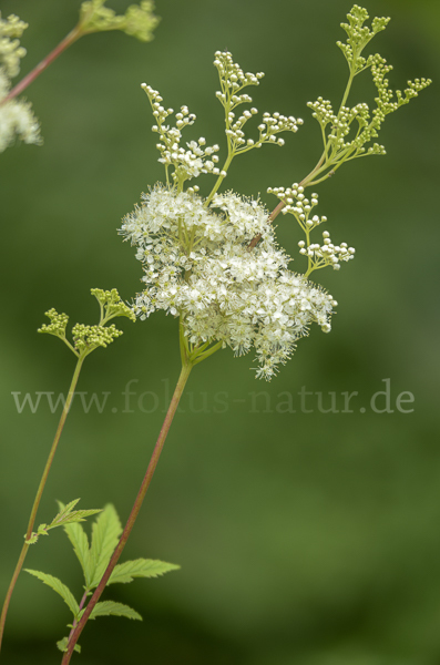 Echtes Mädesüß (Filipendula ulmaria)