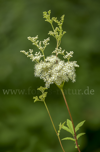 Echtes Mädesüß (Filipendula ulmaria)