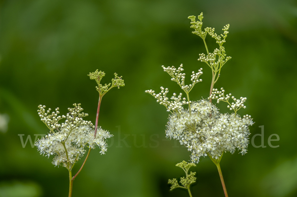 Echtes Mädesüß (Filipendula ulmaria)