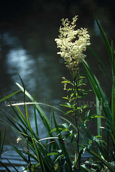 Echtes Mädesüß (Filipendula ulmaria)